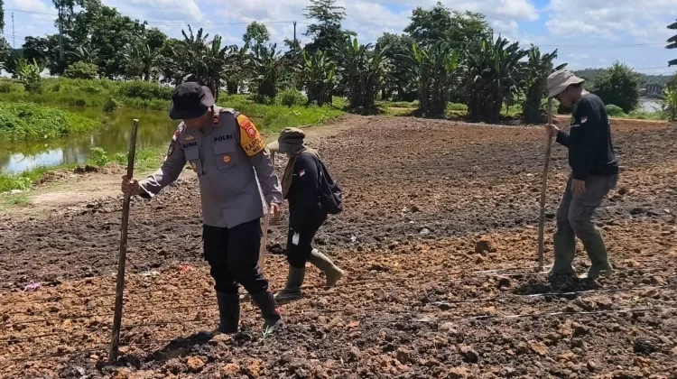 Dua Hektare Lahan Ditanam Jagung Dukung Swasembada Pangan