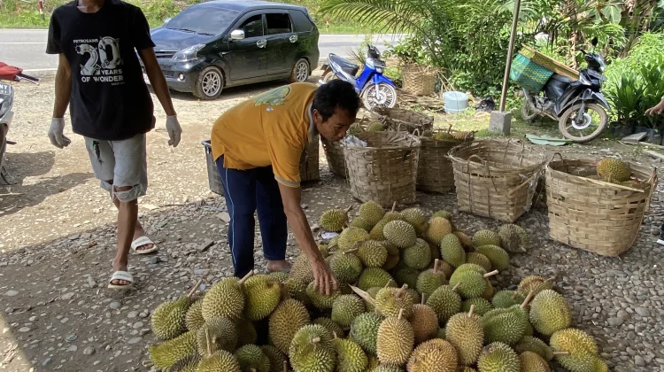 Entikong-Sekayam Masih Jadi Penghasil Durian Terbaik Sanggau