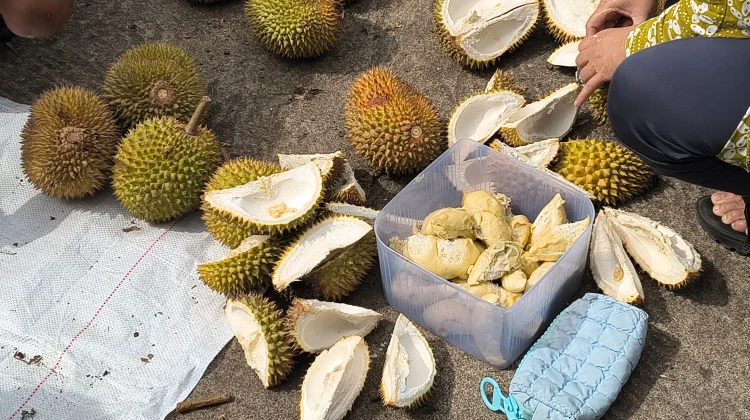 Pemkab Sanggau Dorong Tiap Desa Kembangkan Durian Unggul