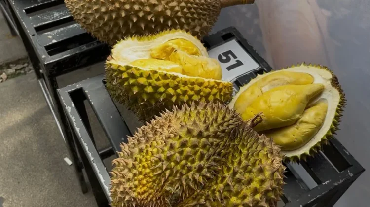 DPRD Sanggau Dorong Pelestarian dan Budidaya Durian Unggul