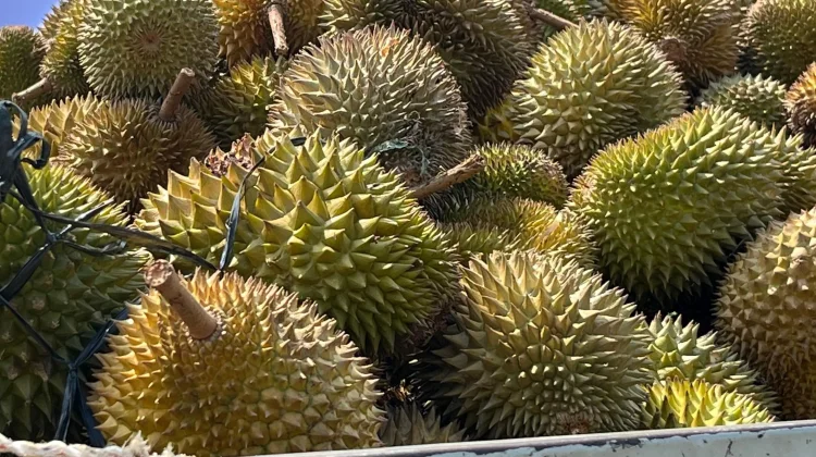 Sekayam dan Entikong Jadi Sentra Durian Unggulan Sanggau