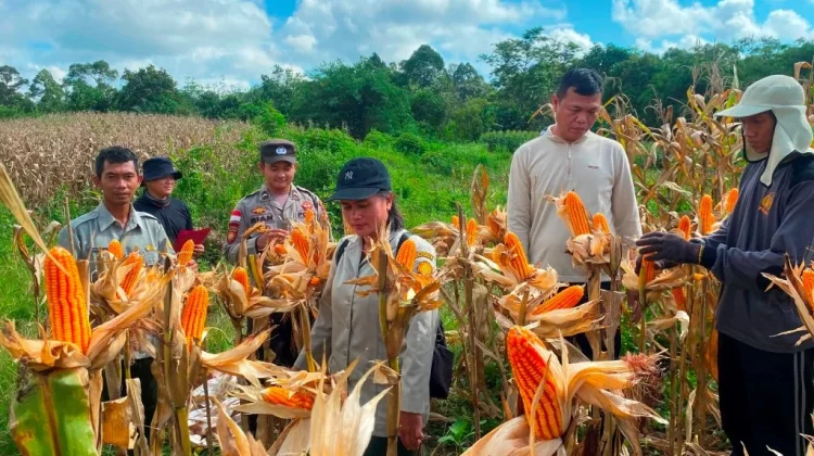 Produktivitas Jagung Petani Binaan Polsek Entikong Lampaui Target