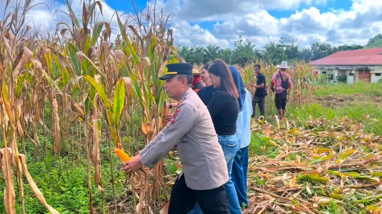 Panen Jagung Kuartal I Polsek Sekayam Capai 31,9 Ton