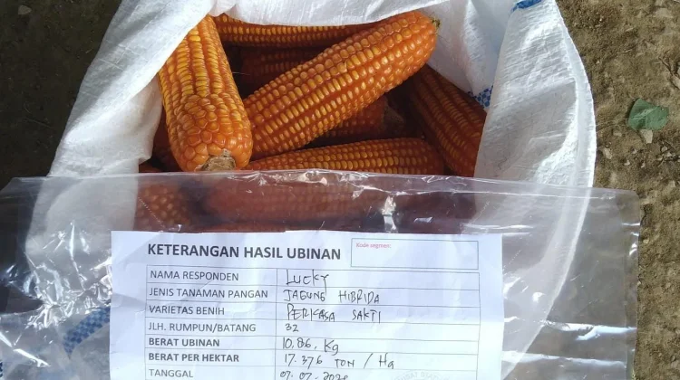 Sekayam Catat Produktivitas Jagung Lahan Deplot Tertinggi