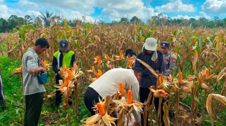Petani Perbatasan Wujudkan Dukungan untuk Swasembada Pangan