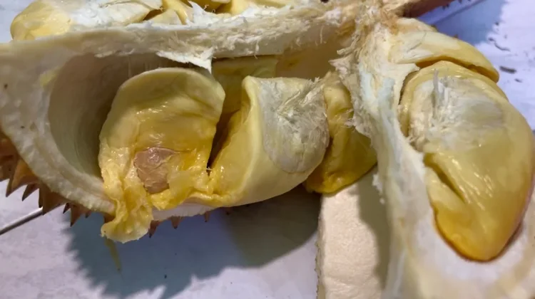 Pelestarian Tembawang Dukung Durian Unggulan Sanggau