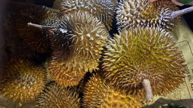 Punya Cita Rasa Khas, Durian Sanggau Tembus ke Luar Daerah