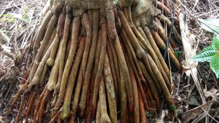 Khasiat Akar Pinang bagi Kesehatan