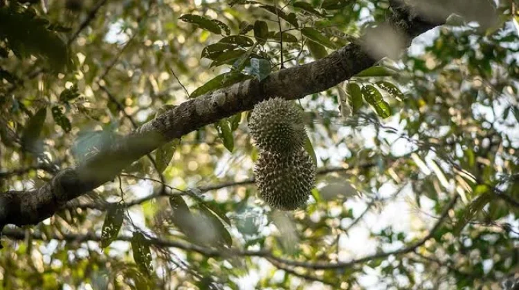 Alasan Durian Hutan Lebih Nikmat Dibanding Hasil Pemupukan Kimia
