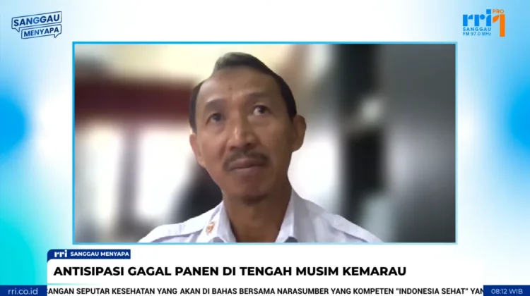 Dampak Kemarau Terhadap Lahan Pertanian di Sanggau