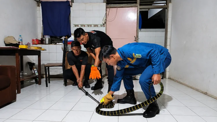 Damkar Sanggau Evakuasi Ular Weling di Jendela Rumah