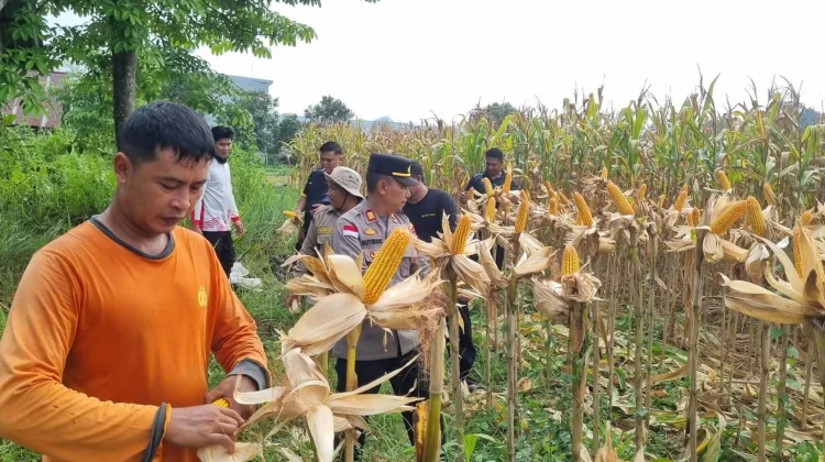 Panen Jagung Polsek Sekayam Tembus 14 Ton Per Hektare