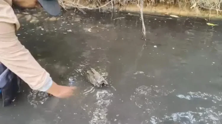 DLH Sanggau Selidiki Dugaan Limbah PT SBW Cemari Sungai