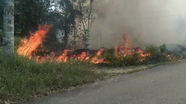 Dipicu Puntung Rokok, Lahan di Sanggau Terbakar