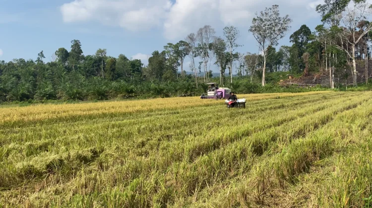 Program Optimasi Lahan Pacu Frekuensi Tanam Petani Sanggau