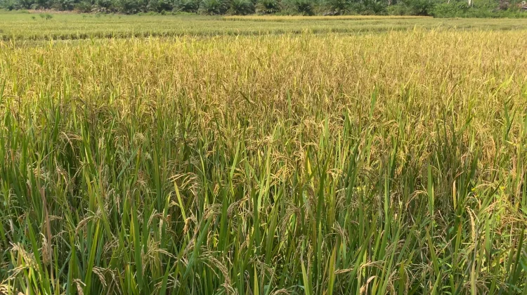 DKPTPHP Sanggau Dorong Swasembada Pangan Bagi Petani