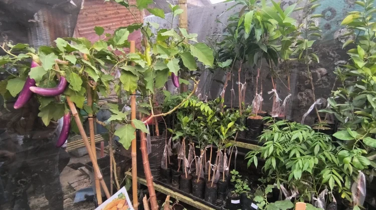 DKPTPHP Sanggau Tampilkan Produk Pertanian di Sabang Merah