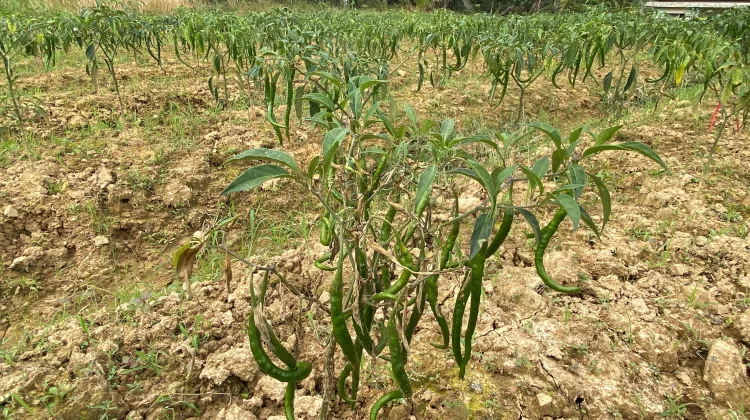 Kemarau, Sanggau Waspadai Gangguan Produksi Cabai