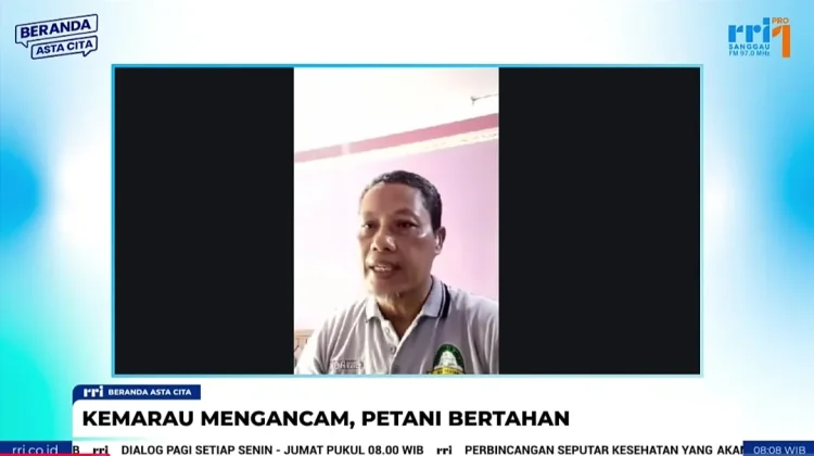 Kemarau Panjang Mengancam, Petani Entikong Tetap Bertahan
