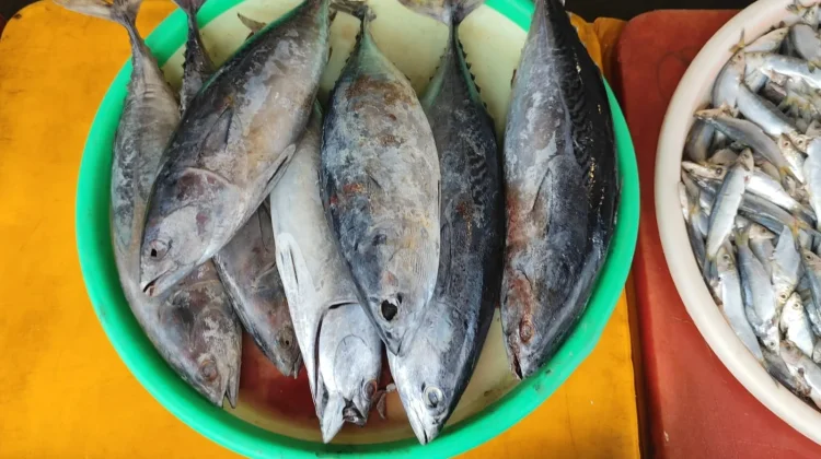 Musim Kemarau Bikin Harga Ikan Laut di Sanggau Melambung