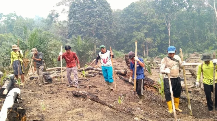 Petani Tradisional Sekayam Mulai Tanam Padi