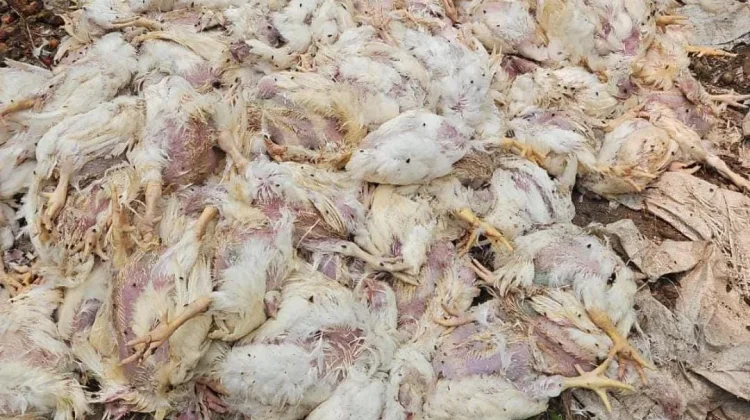 Kena Asap dan Kekeringan, Ratusan Ternak Ayam di Sanggau Mati Mendadak