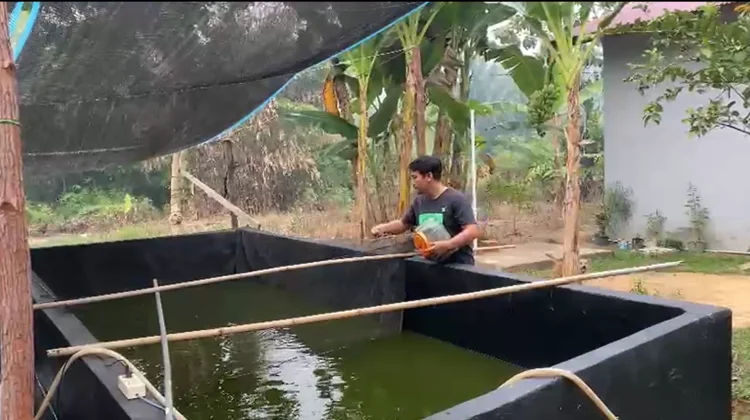 Harga Pakan Naik, Biaya Produksi Pembudidaya Lele di Sanggau Membengkak