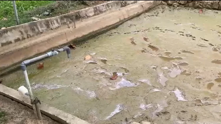 Kemarau Dua Bulan, Produksi Lele di Sanggau Menurun