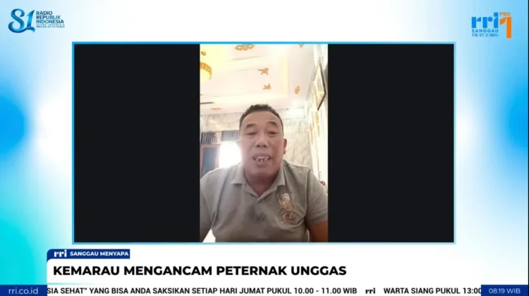 Kemarau Panjang Berdampak pada Usaha Ternak Unggas Sanggau