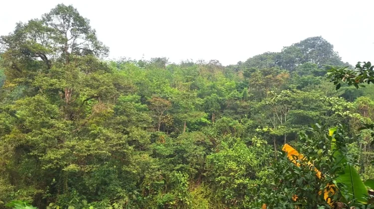 Hutan Lindung Batasi Ruang Pembangunan Desa Nekan