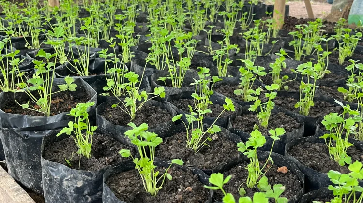 Kabut Asap Batasi Aktivitas, Pokdarwis Sanggau Pilih Kembangkan Kebun Produktif