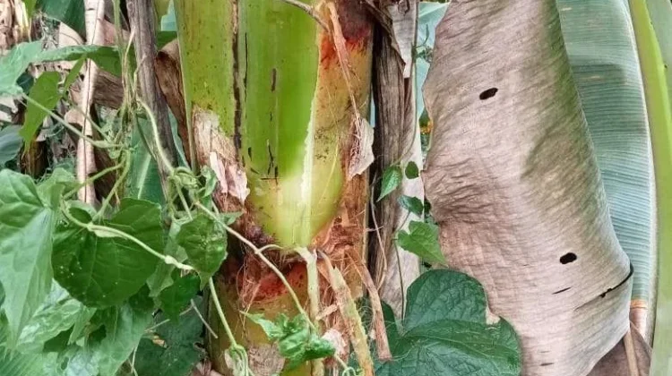 Khasiat Alami Air Batang Pisang bagi Kesehatan Tubuh