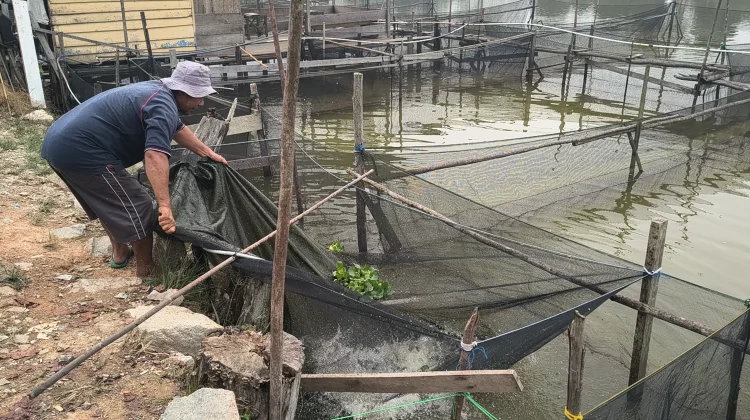 Kemarau, Budidaya Ikan di Sekayam Tetap Berjalan