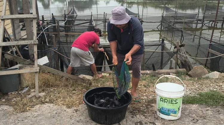 Pembudidaya Ikan di Sekayam Harapkan Bantuan Subsidi Pakan