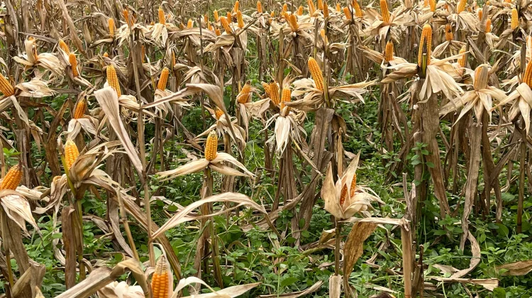 Pipil Jagung Perbatasan untuk Ketahanan Pangan