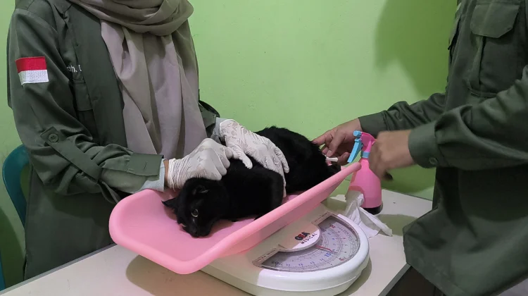 Kuota Terbatas, Minat Kastrasi Kucing di Sekayam Tinggi