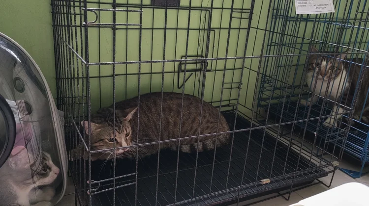 Hari Rabies Sedunia, Sanggau Perkuat Pencegahan Rabies di Perbatasan