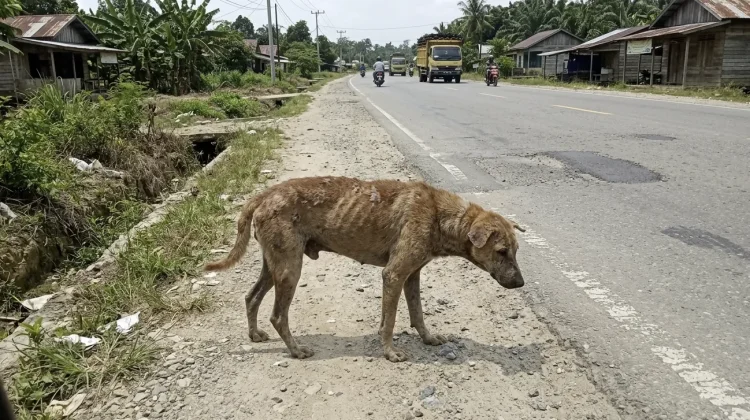 Cakupan Vaksinasi Rabies di Sanggau Masih Rendah
