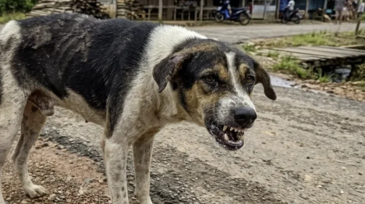 Kenali Perubahan Perilaku Hewan yang Bisa Jadi Tanda Rabies