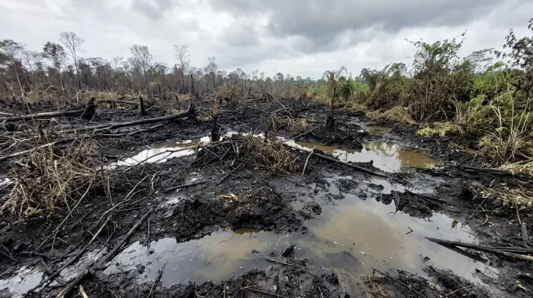 Karhutla Mulai Mereda, Sanggau Bersiap Masuk Masa Pemulihan