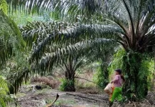 PHK Pengurus Serikat Buruh, Teraju Indonesia Desak Audit