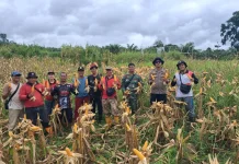 Panen Jagung Dukung Ketahanan Pangan di Pandan Sembuat