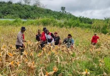 Lahan BUMDes Pandan Sembuat Dukung Ketahanan Pangan Desa