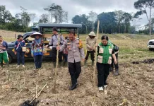 Polsek Beduai Tanam Jagung Hibrida Perkuat Ketahanan Pangan