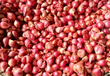 IPH Sanggau Februari 2026 Positif, Harga Pangan Naik
