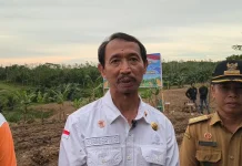 Sanggau Potensial Tingkatkan Produksi Jagung Lokal