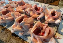 Disbunnak Sanggau: Permintaan Tinggi Picu Kenaikan Harga Ayam