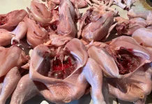 Warga Sanggau Keluhkan Harga Ayam yang Naik Tinggi