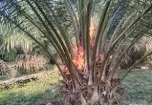 Tips Mengatasi Tanaman Sawit Berbuah Jantan