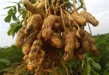 Strategi Meningkatkan Produksi Kacang Tanah